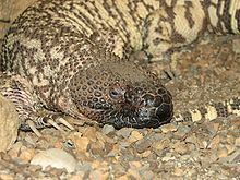 Beaded lizard httpsuploadwikimediaorgwikipediacommonsthu