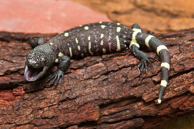 Beaded lizard Mexican beaded lizard hatchling Animal Fact Guide
