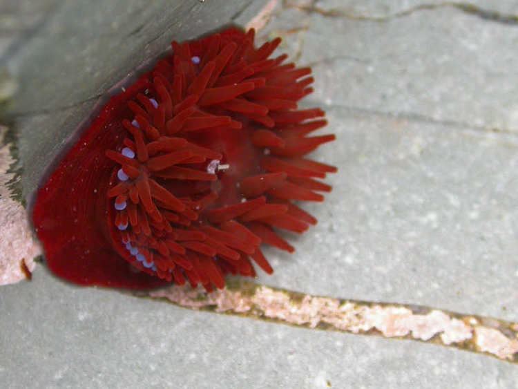 Beadlet anemone MarLIN The Marine Life Information Network Beadlet anemone