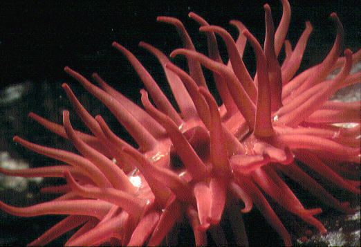 Beadlet anemone FSC Field Studies Council Bringing Environmental Understanding