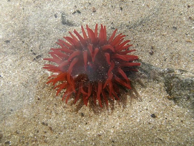 Beadlet anemone Carol39s Cornwall Sea Anemones