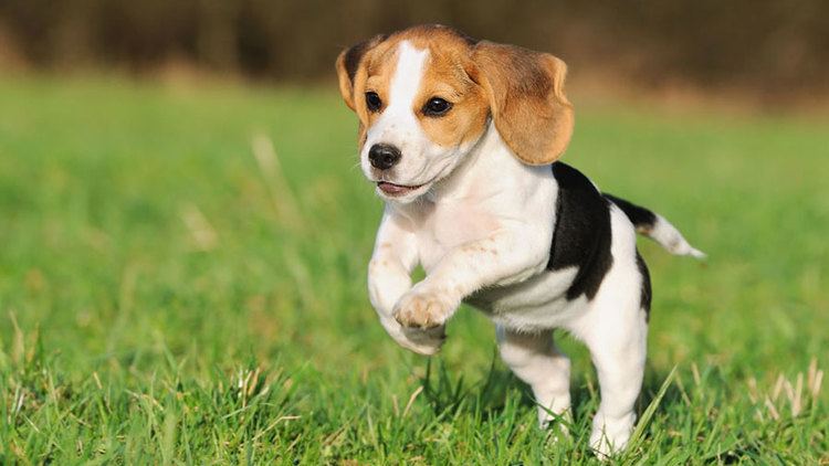 Beagle Beagle Breed Information Characteristics Puppy Names