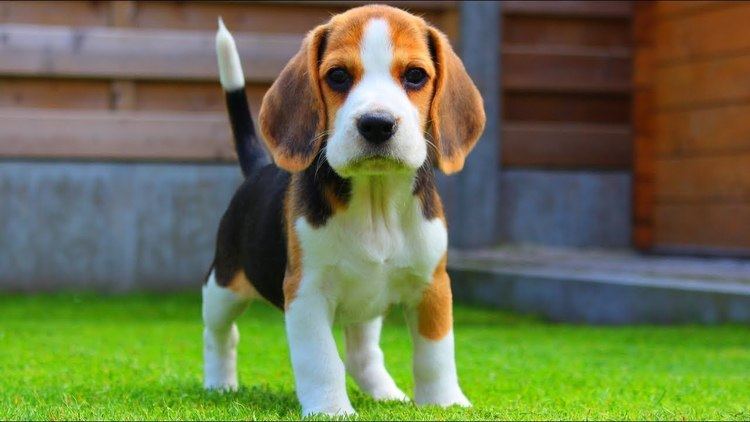 Beagle Beagle Puppy From 8 Weeks to 8 Months Cute Dog Marie YouTube