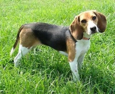 Beagle wwwdogbreedinfocomimages24BeagleBayleePurebred
