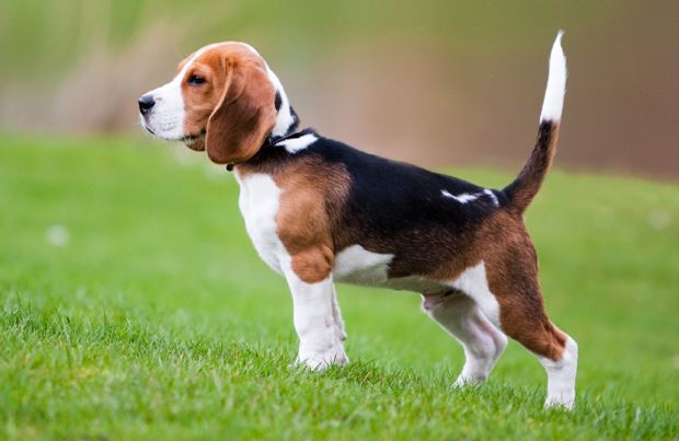 Beagle Beagle Breed History Information and Pictures PawCulture