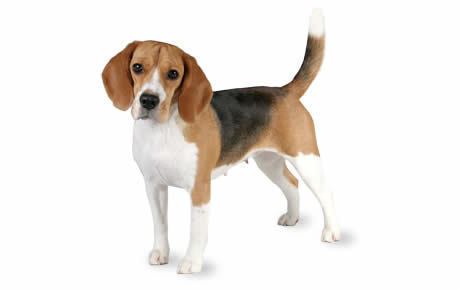 Beagle Beagle Dog Breed Information Pictures Characteristics amp Facts