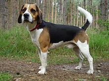 Beagle-Harrier httpsuploadwikimediaorgwikipediacommonsthu