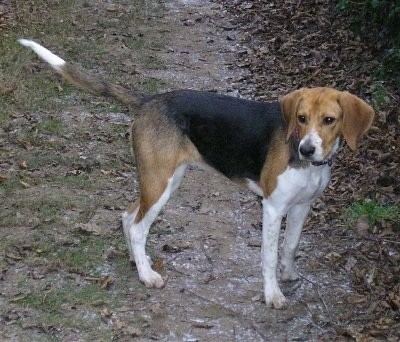 Beagle-Harrier Beagle Harrier Dog Breed Information and Pictures