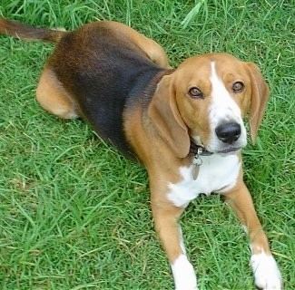 Beagle-Harrier Beagle Harrier Dog Breed Information and Pictures