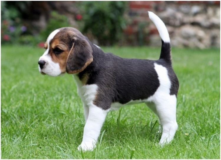 Beaglier Beaglier Facts Pictures Puppies Breeders Shedding Information