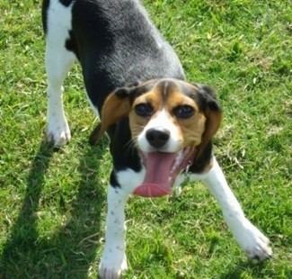 Beaglier Beaglier Dog Breed Information and Pictures
