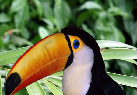 Beak Engineers Discover Why Toucan Beaks Are Models of Lightweight Strength
