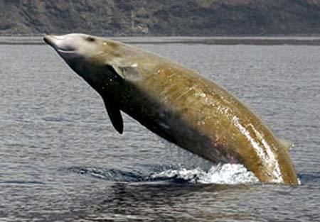 Beaked whale Beaked Whales LesserKnown Happy Marine Mammals Animal Pictures