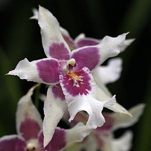 Beallara Beallara Orchids Nurseries Online