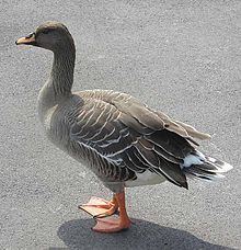 Bean goose httpsuploadwikimediaorgwikipediacommonsthu