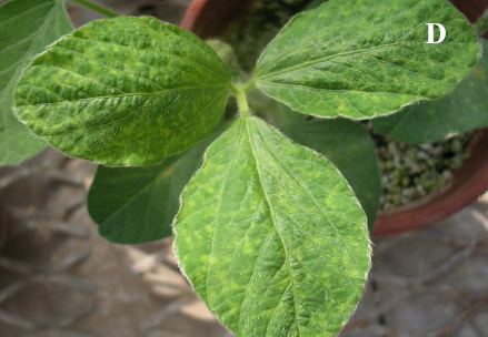 Bean pod mottle virus Quantification of Temporal and Spatial Dynamics of ltigtBean pod