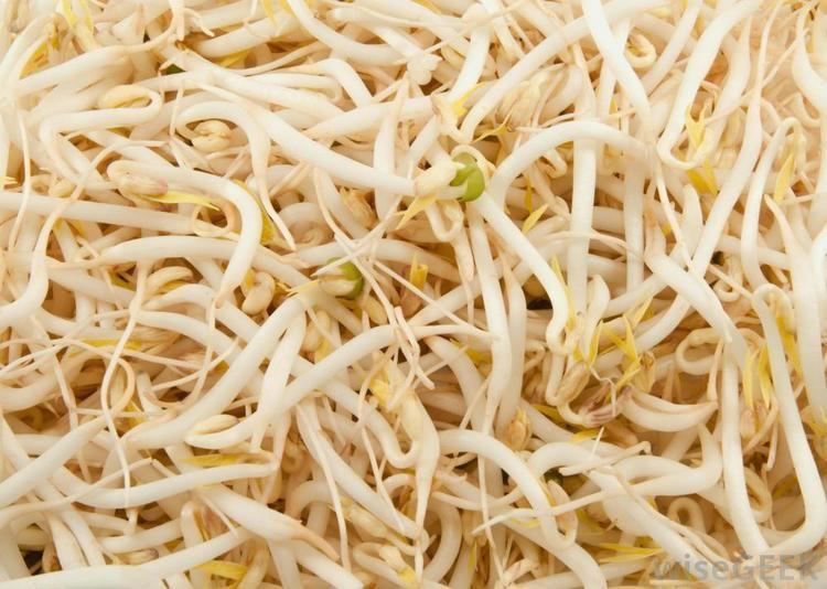 Bean sprout What are Bean Sprouts with pictures