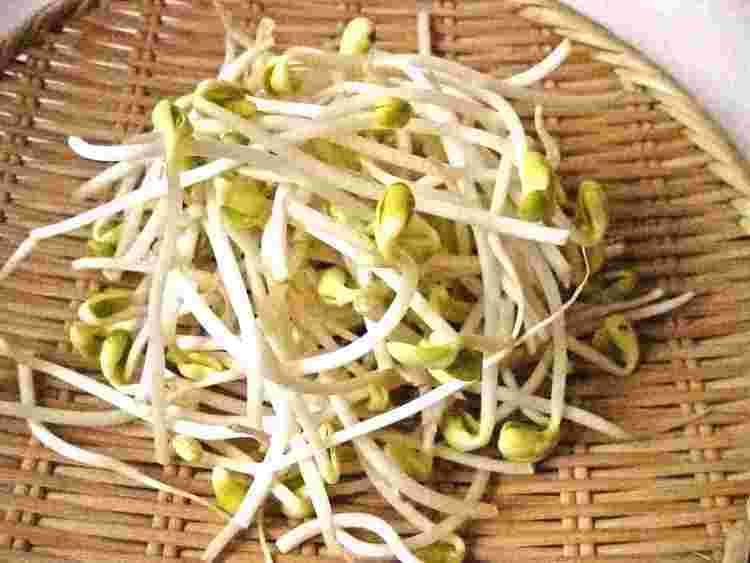Bean sprout Bean Sprouts Long Tail Keywords Bean Sprouts Related Keywords and