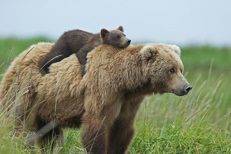 Bear 15 UnBearAbly Cute Momma Bears Teaching Their Teddy Bears How To