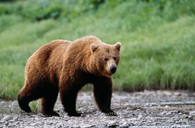 Bear Map of where bears live in North America