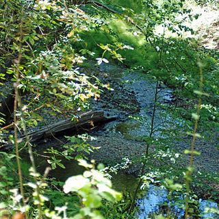 Bear Creek (San Francisquito Creek) httpsuploadwikimediaorgwikipediacommonsthu
