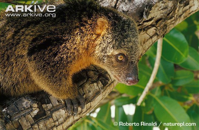 Bear cuscus Bear cuscus videos photos and facts Ailurops ursinus ARKive