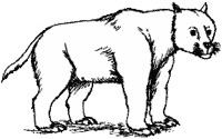 Bear dog Bear dog Wikipedia