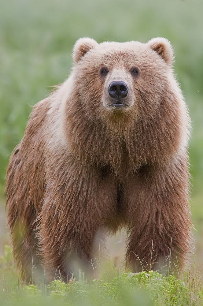 Bear Alchetron The Free Social Encyclopedia Bear Alchetron The Free Social Encyclopedia