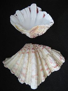 Bear paw clam httpsuploadwikimediaorgwikipediacommonsthu