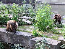 Bear pit Bear pit Wikipedia