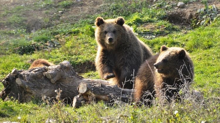Bear Sanctuary Prishtina Bear Sanctuary Prishtina 2015