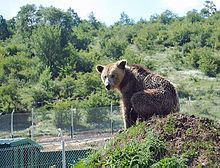 Bear Sanctuary Prishtina httpsuploadwikimediaorgwikipediacommonsthu