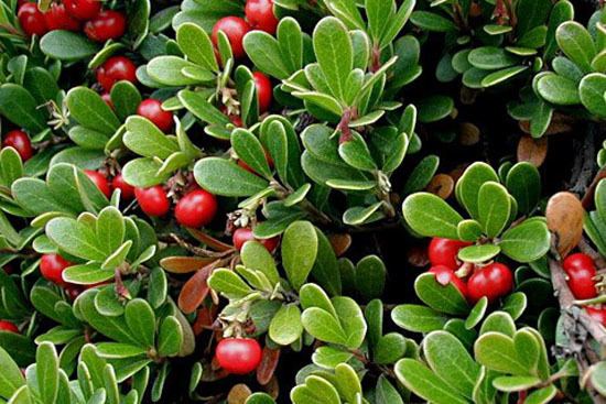 Bearberry Bearberry Encyclopedia of fruits and vegetables in the world