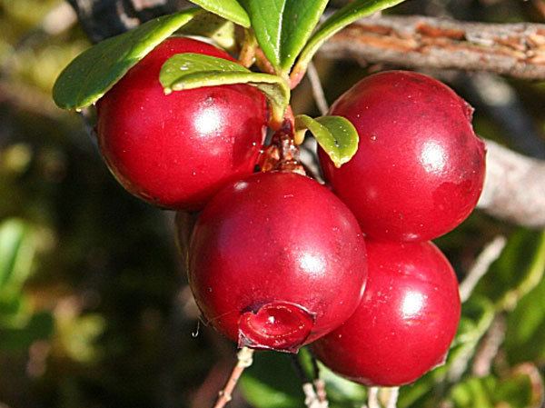 Bearberry Bearberry Leaf Natural Herbal Remedy Reduces Urinary Tract Infections