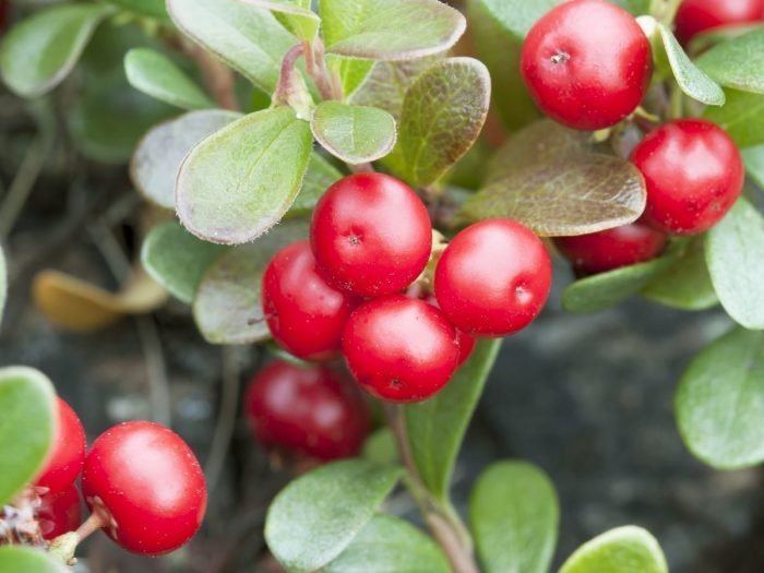 Bearberry Health Benefits of Bearberry Organic Facts