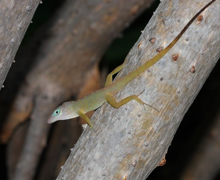 Bearded anole Anolis Pogus Observations Anole Annals
