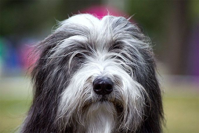 Bearded Collie Bearded Collie Dog Breed Information Pictures Characteristics