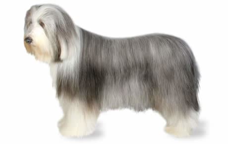 Bearded Collie Bearded Collie Dog Breed Information Pictures Characteristics