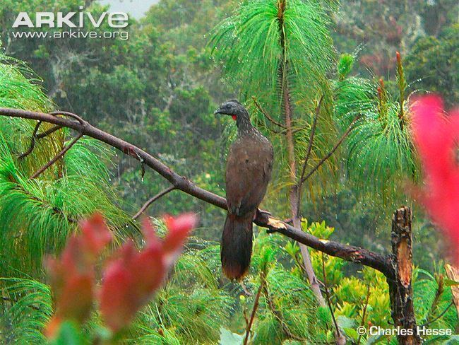 Bearded guan Bearded guan videos photos and facts Penelope barbata ARKive