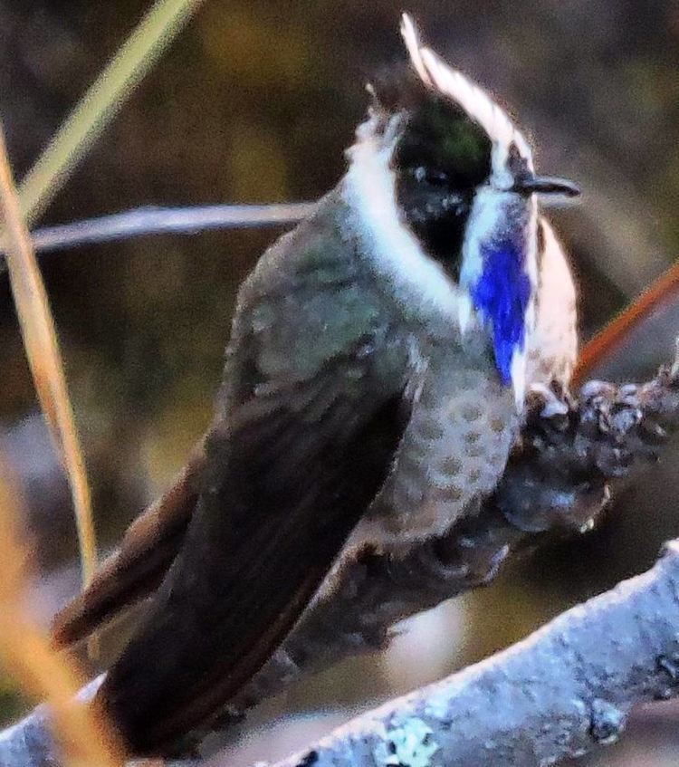 Bearded helmetcrest BlueBearded Helmetcrest Rediscovered in Colombia Photographed for