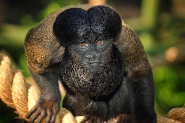 Bearded saki 1000 images about Primates New World Redbacked Bearded Saki