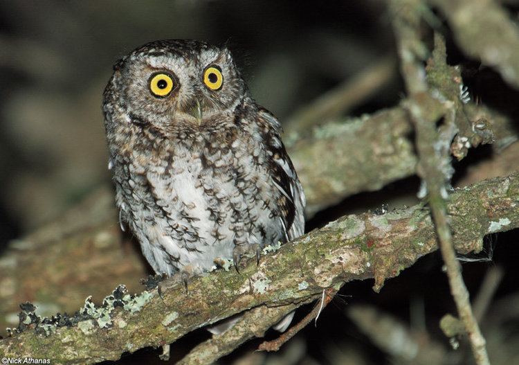 Bearded screech owl Bearded Screech Owl Megascops barbarus Picture 2 of 4 The Owl