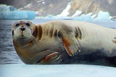 Bearded seal Bearded Seals Erignathus barbatus MarineBioorg