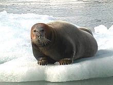 Bearded seal httpsuploadwikimediaorgwikipediacommonsthu