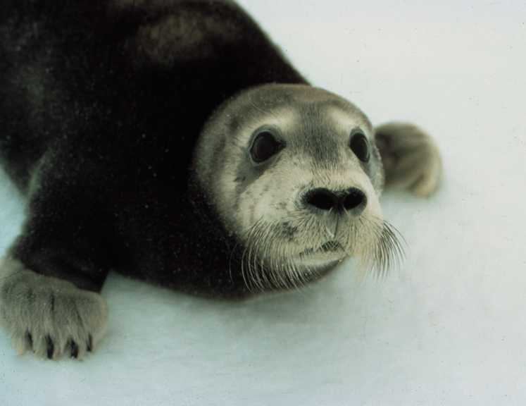 Bearded seal Bearded Seal Erignathus barbatus NOAA Fisheries