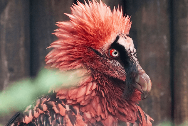 Bearded vulture 11 Facts About the BoneEating Bearded Vulture Mental Floss