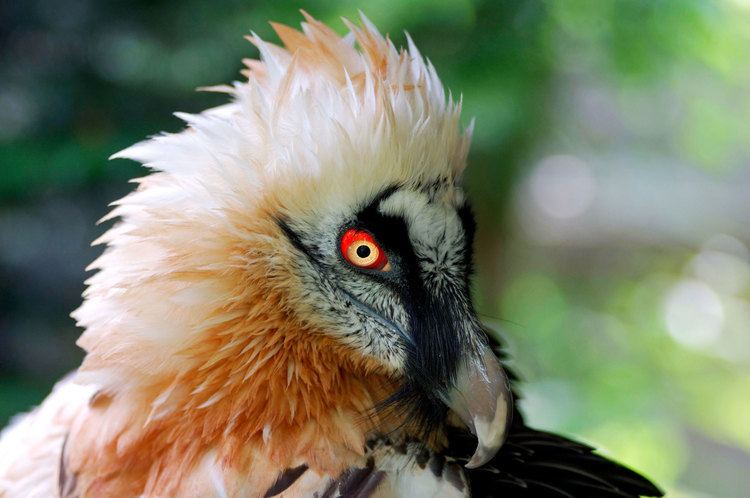 Bearded vulture Absurd Creature of the Week The Magnificent Bearded Vulture Only
