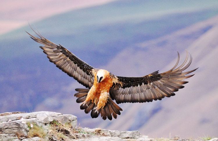 Bearded vulture Absurd Creature of the Week The Magnificent Bearded Vulture Only