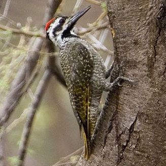 Bearded woodpecker wwwbiodiversityexplorerorgbirdspicidaeimages