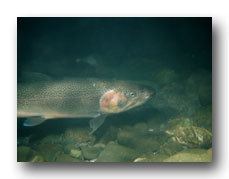 Beardslee trout Washington Trout Preserve Protect Restore